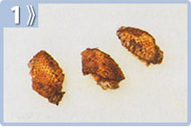 Alitas bouché, dorar las alitas