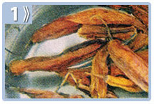 Cocer las vainas de ají - Nogada de res