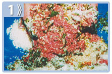 Tripa rellena - mezclar los ingredientes